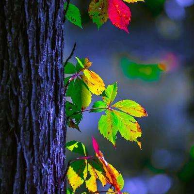 百姓彩票Welcome手机app下载